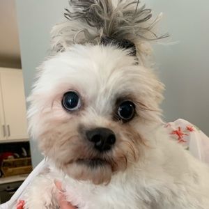 Meet your Posher, Esme